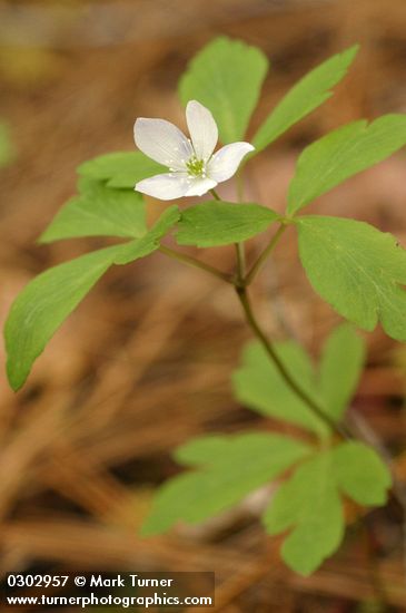Oregon Anemone (white form)