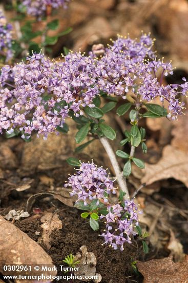 Dwarf Ceanothus blossoms & foliage detail