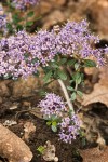 Dwarf Ceanothus blossoms & foliage detail