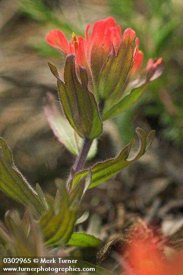 Short-lobed Indian Paintbrush