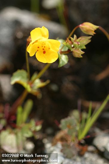 Seep-spring Monkeyflower