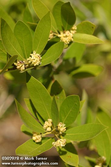 California Laurel (Oregon Myrtle) blossoms & foliage