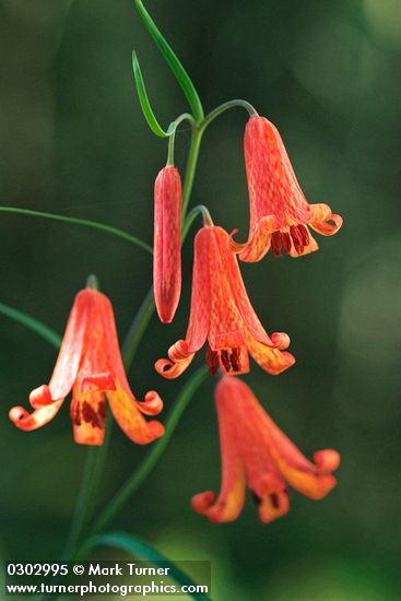 Red Bells blossoms detail