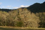 Garry Oaks, covered w/ lichens, in late afternoon sun