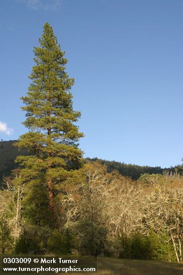 Garry Oaks, covered w/ lichens, in late afternoon sun w/ Ponderosa Pine