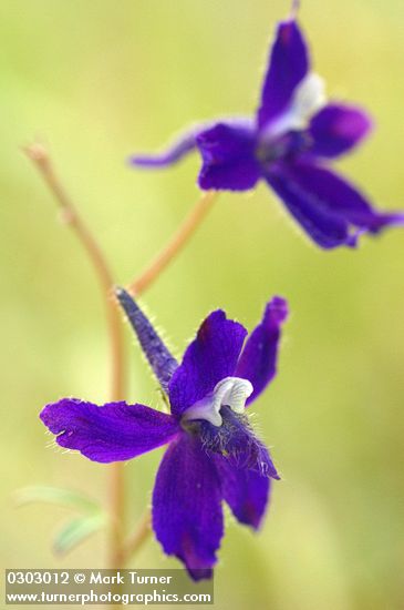 Delphinium blossoms detail