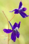 Delphinium blossoms detail