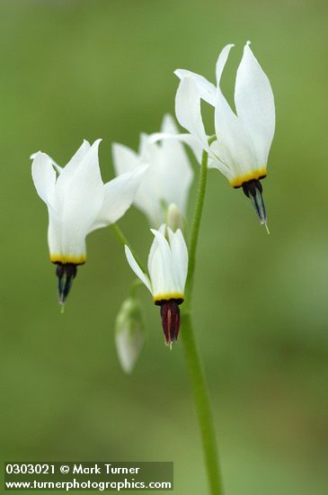 Henderson's Shooting Star blossoms (white form)