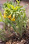 Yellow Puccoon (California Stoneseed)