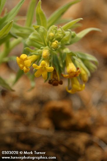 Yellow Puccoon (California Stoneseed)