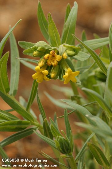 Yellow Puccoon (California Stoneseed)
