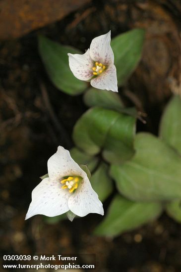 Brook Trilliums