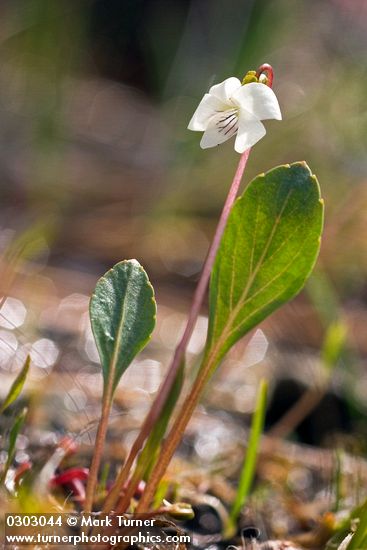Bog White Violet