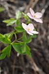 Oregon Anemone (white form)