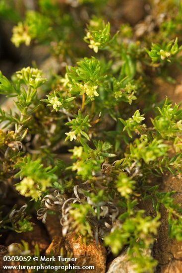 Yolla Bolly Bedstraw