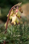 Oregon Bleeding Heart blossoms & foliage detail