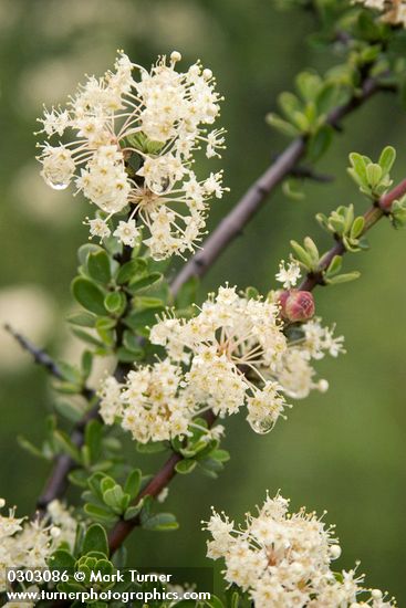 Buckbrush blossoms & foliage detail