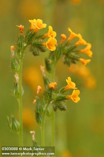 Common Fiddleneck blossoms detail