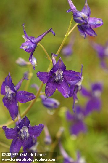 Menzies' Delphinium blossoms