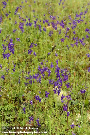 Menzies' Delphiniums
