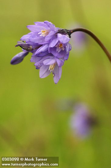 Common Brodiaea (Blue Dicks) blossoms
