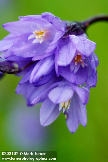 Common Brodiaea (Blue Dicks) blossoms detail