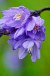 Common Brodiaea (Blue Dicks) blossoms detail