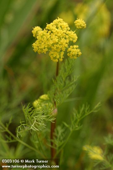 Spring Gold blossoms & foliage
