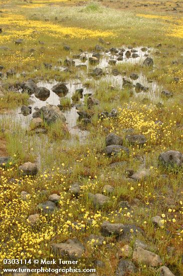 Goldfields in mounded prairie habitat w/ vernal pool