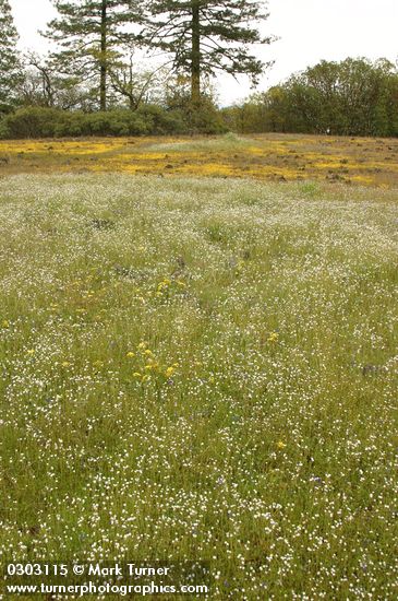 Popcorn Flowers in mounded prairie habitat
