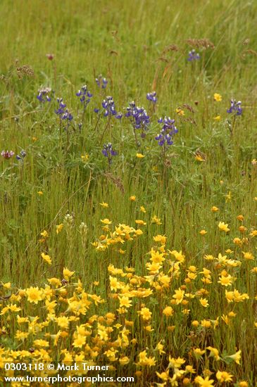 Goldfields & Bicolor Lupines in mounded prairie habitat