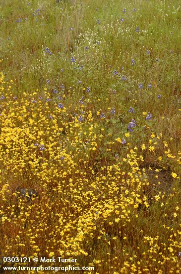 Goldfields, Bicolor Lupines,  in mounded prairie habitat