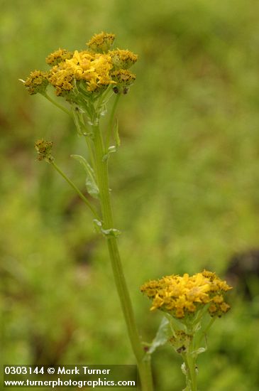 Tower Butterweed
