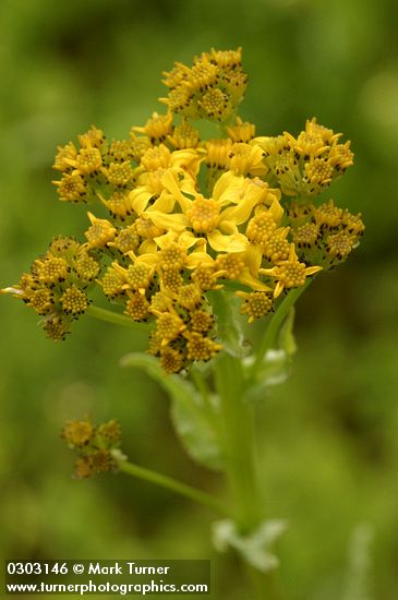 Tower Butterweed blossoms & buds detail