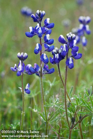 Bicolor Lupines