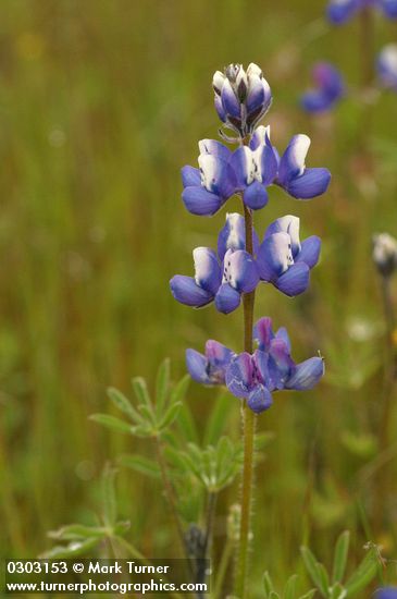 Bicolor Lupine detail