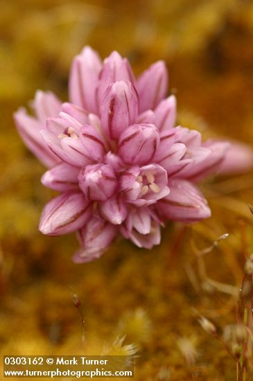 Small Onion blossoms detail