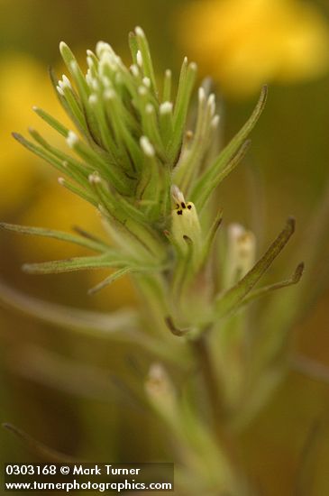 Attenuate Paintbrush bracts & blossoms