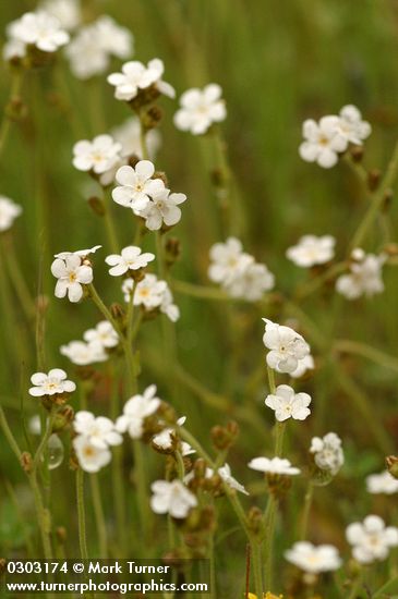 Popcorn Flower blossoms