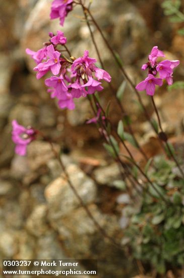 Waldo Rock Cress