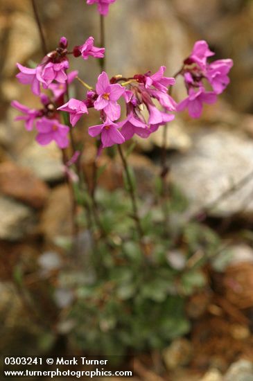 Waldo Rock Cress