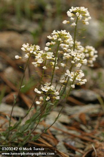 Siskiyou Pennycress