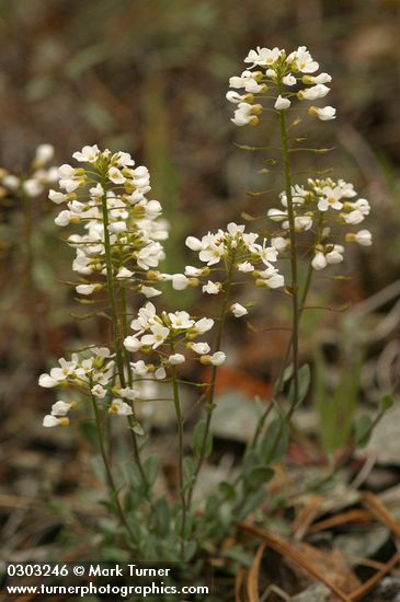 Siskiyou Pennycress