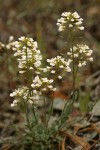 Siskiyou Pennycress
