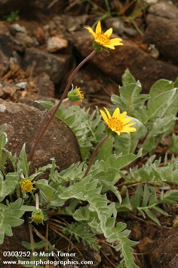 Silky Balsamroot