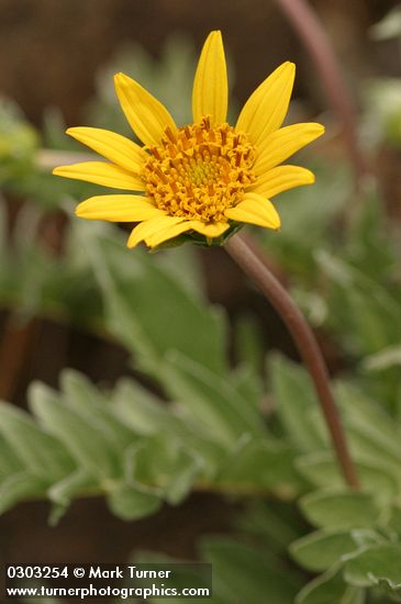 Silky Balsamroot blossom & foliage