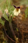Oregon Violet blossom & foliage detail