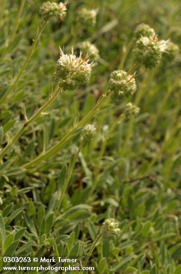 Serpentine Scorpionweed blossoms & foliage