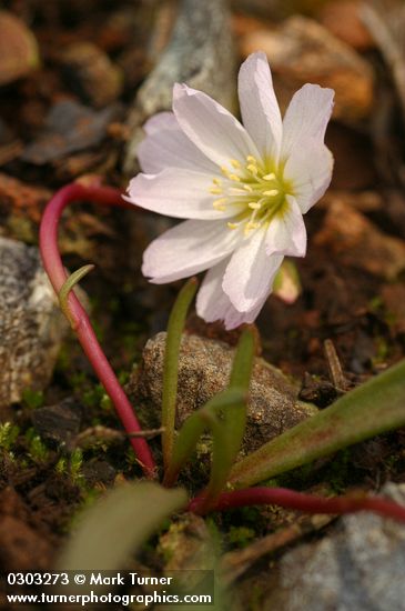 Lone Mountain Lewisia blossom & foliage detail