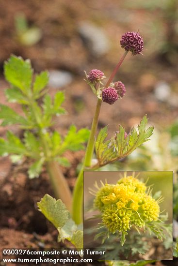 Purple Sanicle blossoms & foliage detail